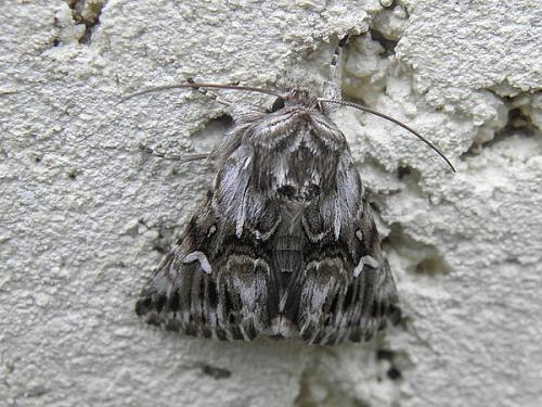 Calophasia lunula