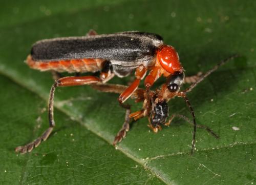 Cantharis pellucida