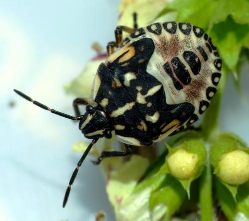 Carpocoris pudicus