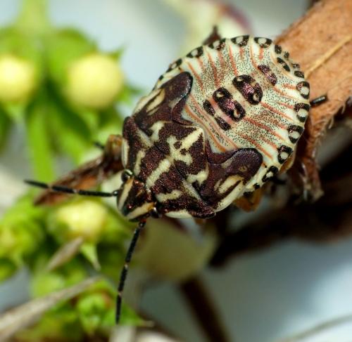 Carpocoris purpureipennis