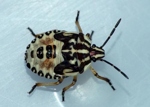 Réf. 75 202 : Carpocoris pudicus