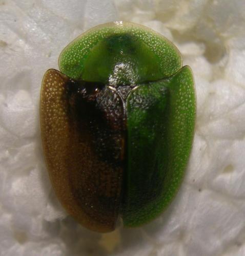 Réf. 75 378 : Cassida viridis