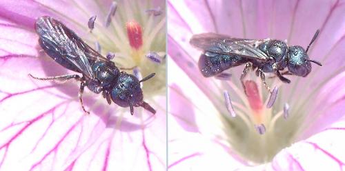 Ceratina cyanea