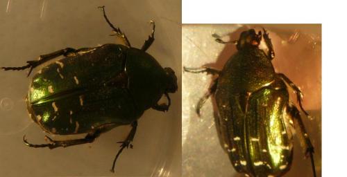 Cetonia carthami