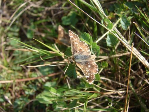 Spialia sertorius