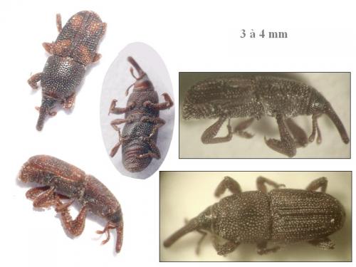 Réf. 75 240 : Sitophilus sp.