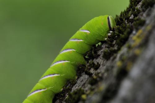 Réf. 75 752 : Sphinx ligustri