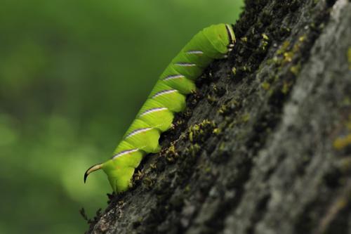 Réf. 75 751 : Sphinx ligustri