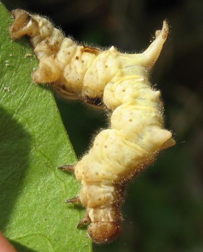 Réf. 75 702 : Apeira syringaria