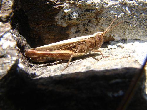 Chorthippus sp.