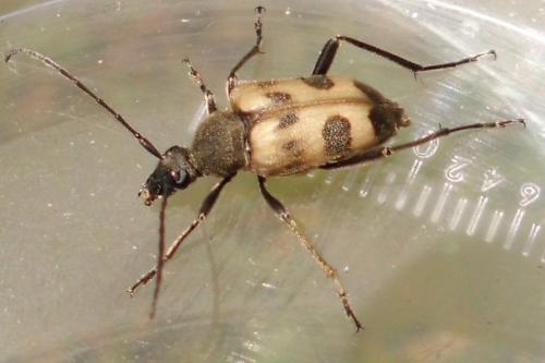 Réf. 75 312 : Pachytodes cerambyciformis