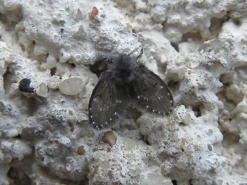 Réf. 75 377 : Clogmia albipunctata