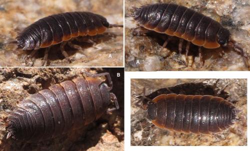 Réf. 75 391 : Porcellio alticola