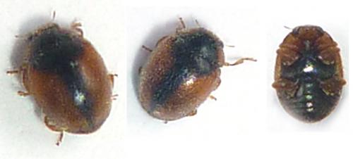 Réf. 75 361 : Scymnus interruptus