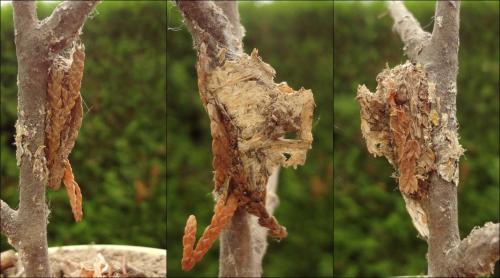 Acronicta rumicis
