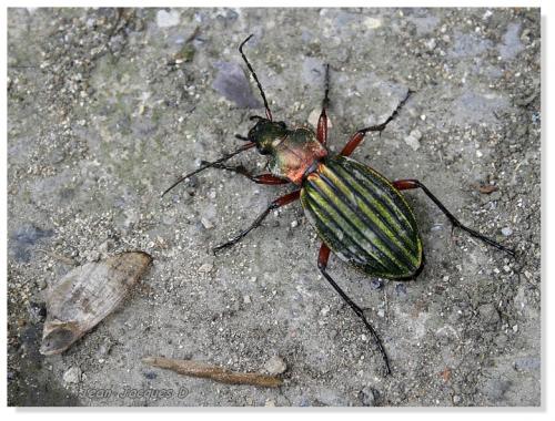 Réf. 75 660 : Carabus auronitens auronitens