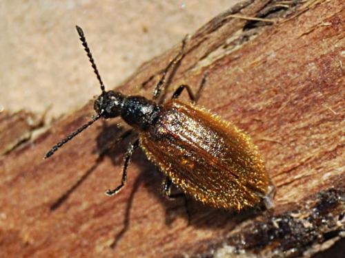 Réf. 75 849 : Lagria hirta