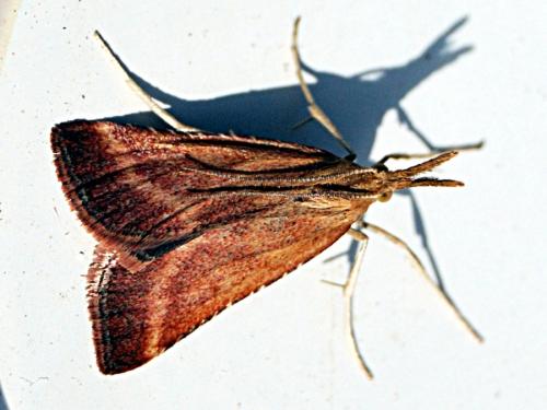 Synaphe punctalis