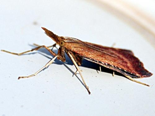 Synaphe punctalis
