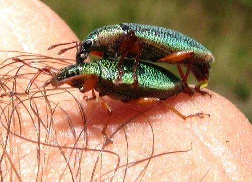 Cratopus sumptuosus