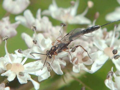 Réf. 75 290 : Cremastinae inconnu
