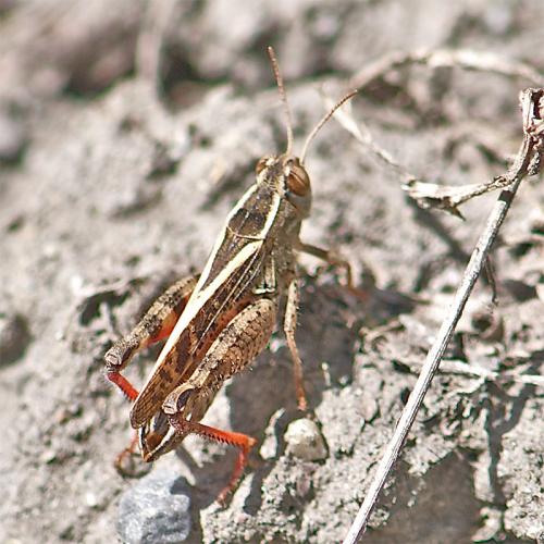 Calliptamus sp.
