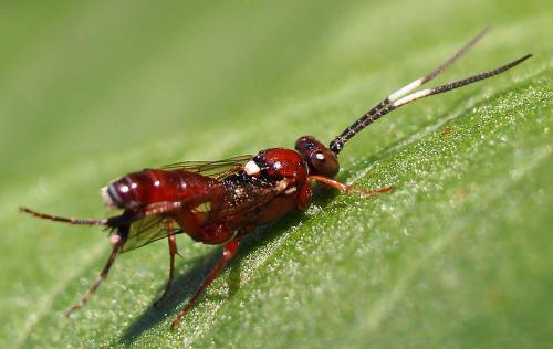 Cryptinae