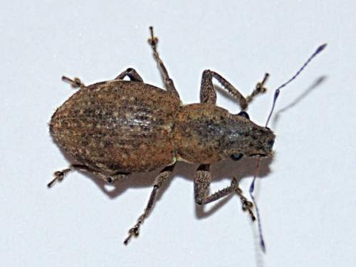 Naupactus cervinus