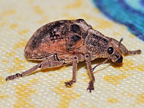 Gonipterus scutellatus