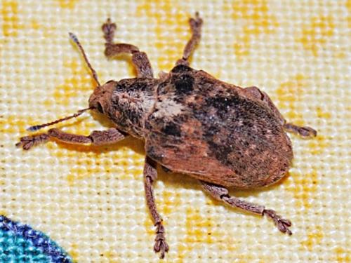 Gonipterus scutellatus