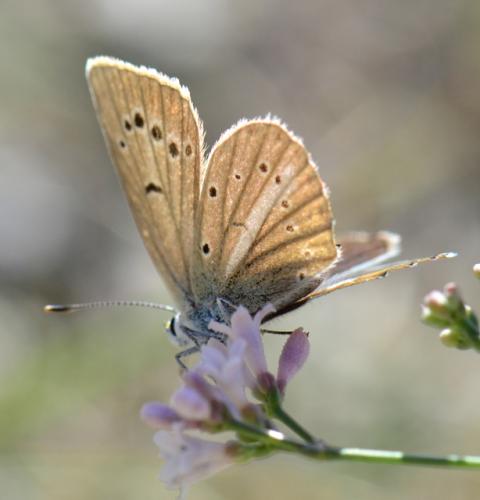 Polyommatus ripartii
