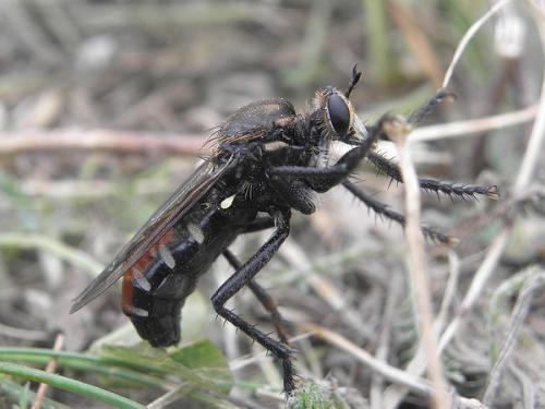 Dasypogon diadema