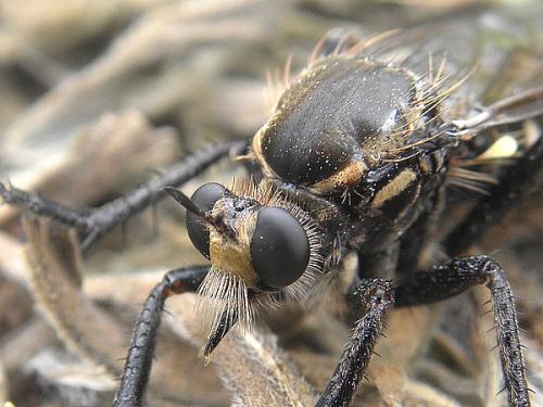 Dasypogon diadema