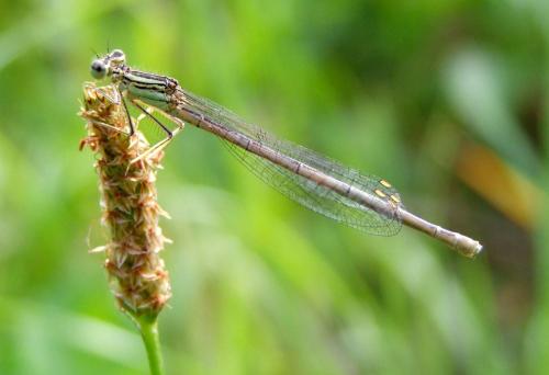 Platycnemis pennipes