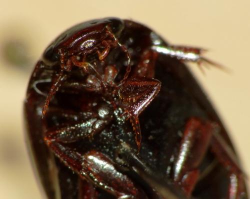 Réf. 75 189 : Ilybius sp.