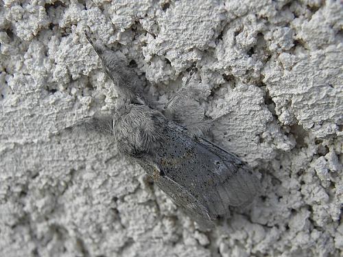 Dicallomera fascelina