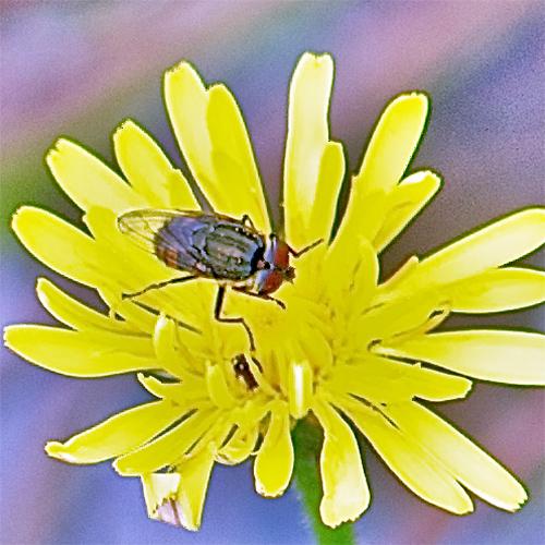 Stomorhina lunata