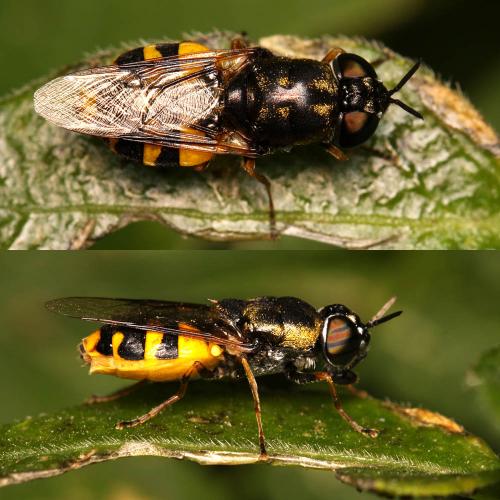 Réf. 75 745 : Odontomyia annulata