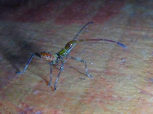 Leptoglossus occidentalis