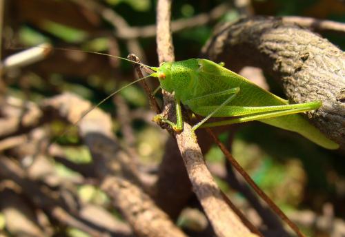 Phaneroptera nana