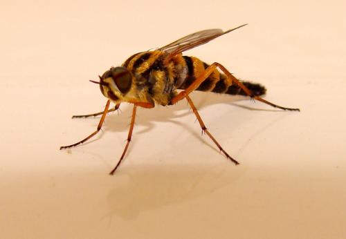 Thereva sp.