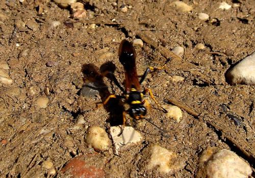 Réf. 75 349 : Sceliphron caementarium
