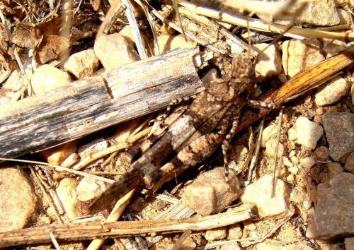 Oedipoda sp.