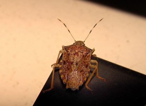 Réf. 75 410 : Rhaphigaster nebulosa