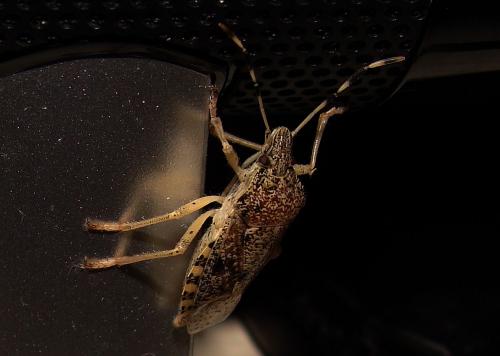 Réf. 75 411 : Rhaphigaster nebulosa
