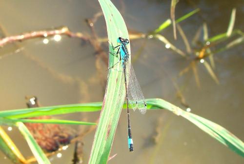 Ischnura elegans