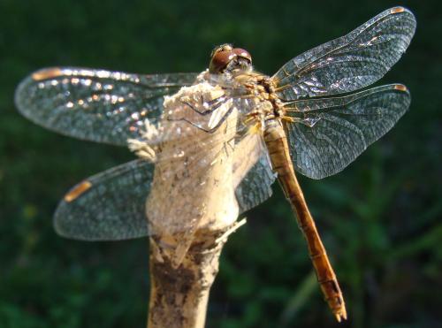 Sympetrum sanguineum
