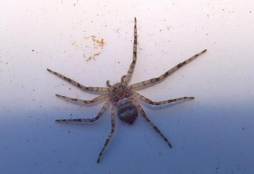 Philodromus sp.
