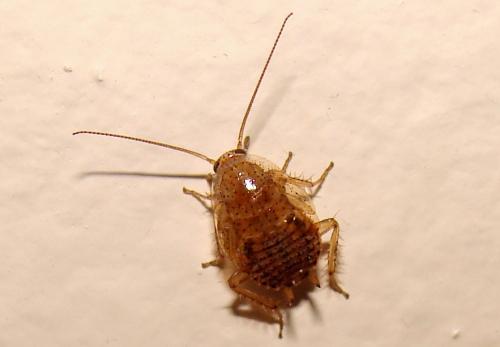 Réf. 75 634 : Ectobius pallidus