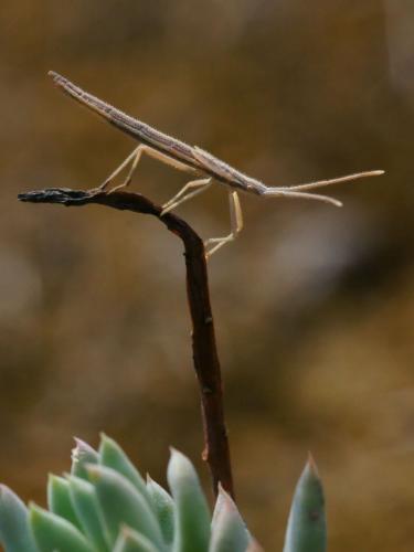 Chorosoma schillingii